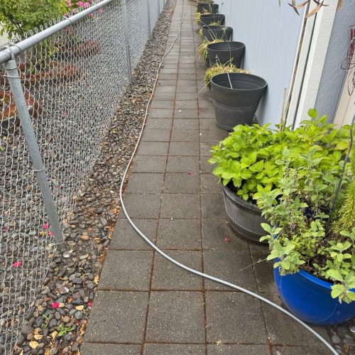 yacolt pressure washing paver path before